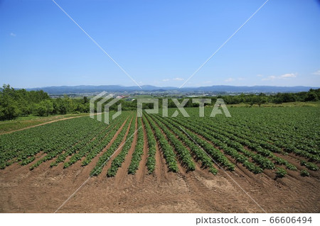 Potato field Potato field 66606494