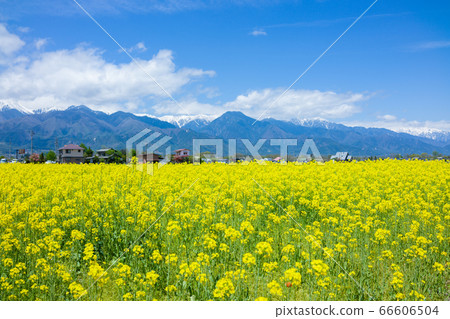 油菜花開的安zu野[初夏] 66606504