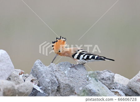 Portraits of Hoopoe Portraits of Hoopoe 66606728