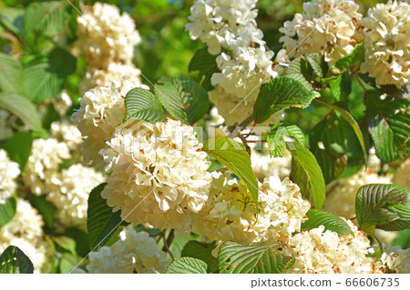 Tree: Odemari honeysuckle family 66606735