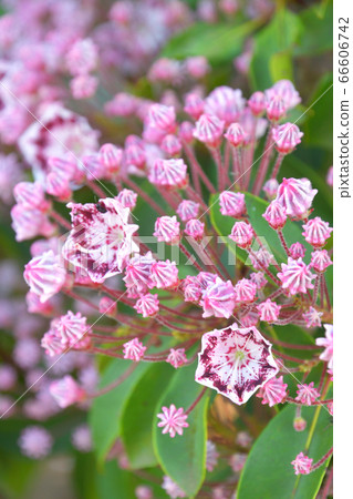 Tree: Karmia azalea 66606742