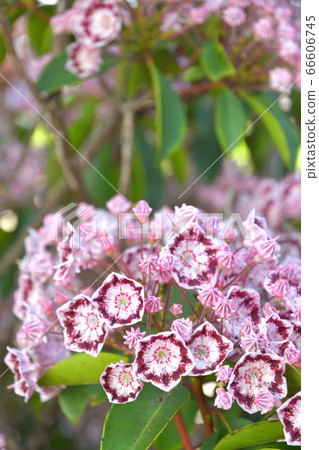 Tree: Karmia azalea Tree: Karmia azalea 66606745