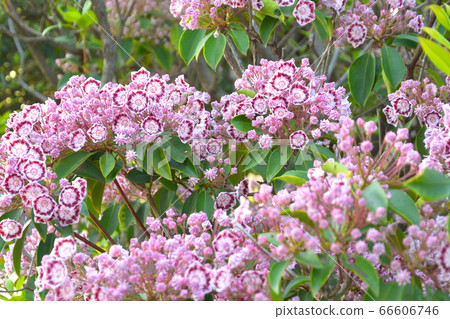 Tree: Karmia azalea 66606746