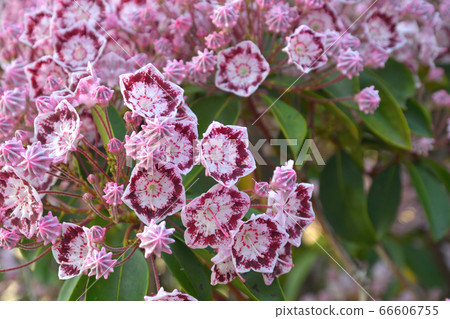 Tree: Karmia azalea 66606755