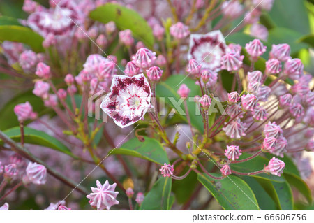 Tree: Karmia azalea Tree: Karmia azalea 66606756