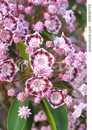 Tree: Karmia azalea 66606759