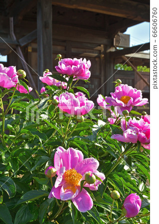 Plant: Shakuyaku Button Department Plant: Shakuyaku Button Department 66606760