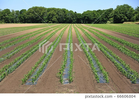 Scenery of Hokkaido "corn field" Scenery of Hokkaido "corn field" 66606804