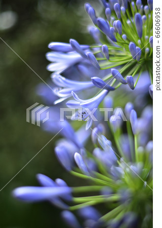 愛情花紫色（垂直） 66606958