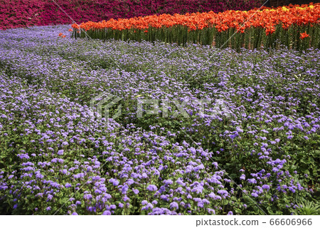 flower Festival flower Festival 66606966