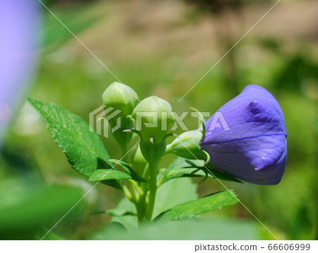 日本風鈴草的花的芽 日本風鈴草的花的芽 66606999