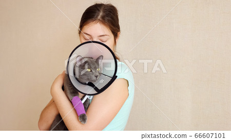 Beautiful gray cat in a veterinary collar with a bandaged paw in the arms of a woman 66607101