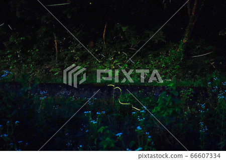 Blue flowers and fireflies 66607334