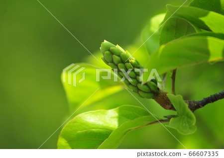 Magnolia fruit with green background unusual magnolia fruit 66607335