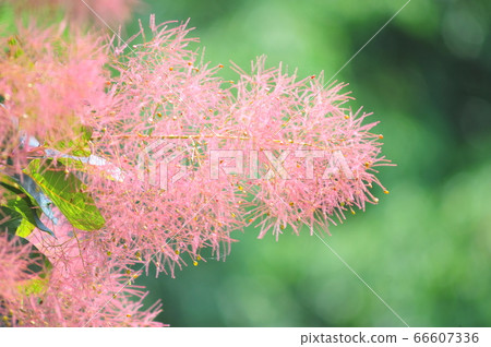 Smoked tree Smoke tree Smoked tree flowers 66607336