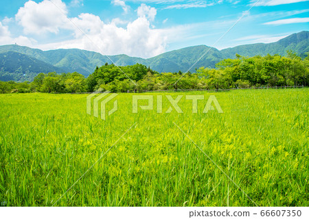 Hakone Wet Garden 66607350