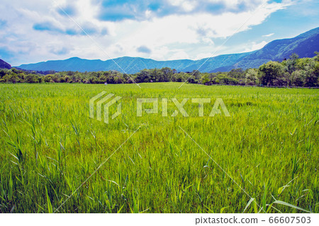 箱根沼澤 66607503