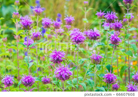 夏季花佛手柑 夏季花佛手柑 66607608