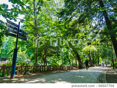 東京吉祥寺井之頭公園 66607708