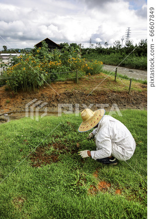 Flower gardening Flower gardening 66607849