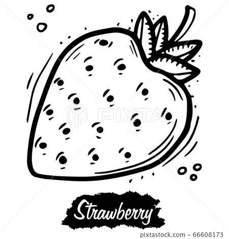 Strawberry isolated on white background. Vintage black vector 66608173