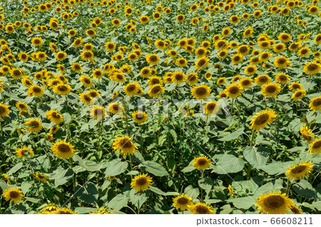 sunflower sunflower 66608211