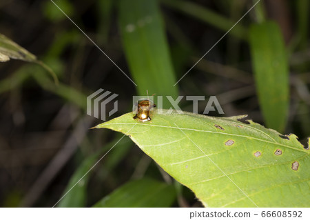 Jingasa beetle Jingasa beetle 66608592
