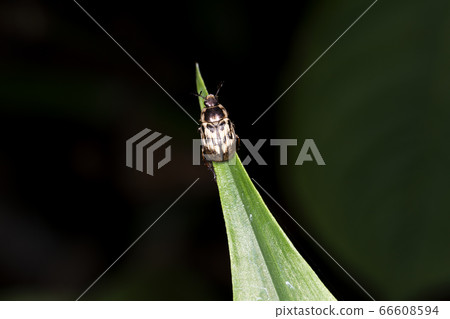 Semadarakogane Semadarakogane 66608594