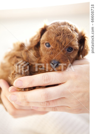 玩具貴賓犬寶寶 66608718