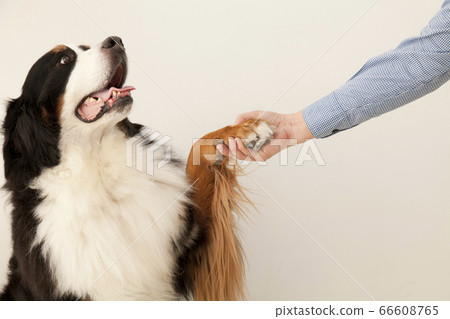 伯恩山犬幫助 伯恩山犬幫助 66608765