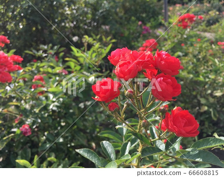 [玫瑰園]在春天的花園裡盛開的紅玫瑰 66608815