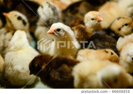 Many small chickens at farm close up 66608858