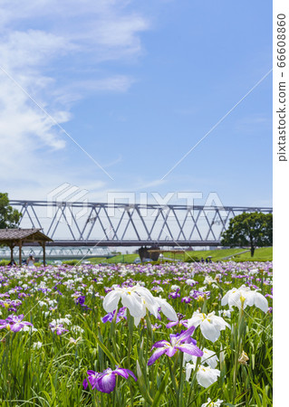 小岩鳶尾花園 66608860