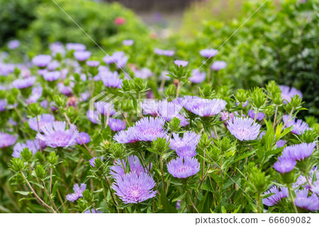 Summer flower Stokesia 66609082