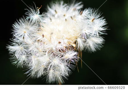 黑色背景上的白色蓬鬆風景無數白色蓬鬆的風景 66609320