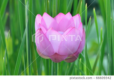 Lotus flower (Misato-cho, Saitama Prefecture) Lotus flower (Misato-cho, Saitama Prefecture) 66609342