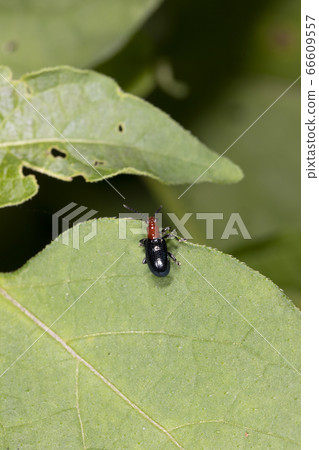 Yam yam beetle 66609557