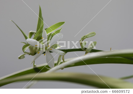 吊蘭 吊蘭 66609572