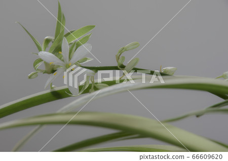 吊蘭 吊蘭 66609620