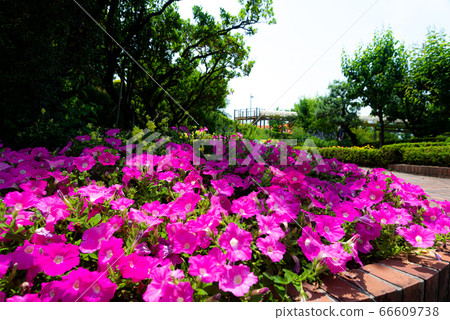 Petunia colony Petunia colony 66609738