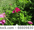 Summer pink roses. Outdoor picture 66609830