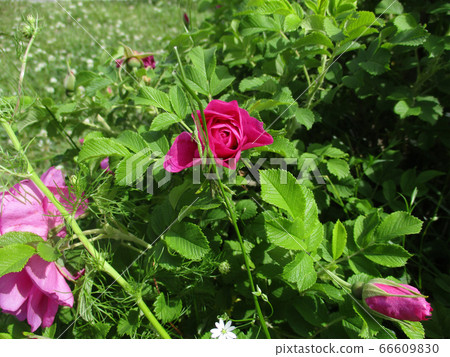 Summer pink roses. Outdoor picture Summer pink roses. Outdoor picture 66609830