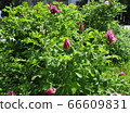 Pink roses in summer day. Outdoor picture 66609831