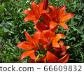 Liles in summer day. Outdoor image 66609832