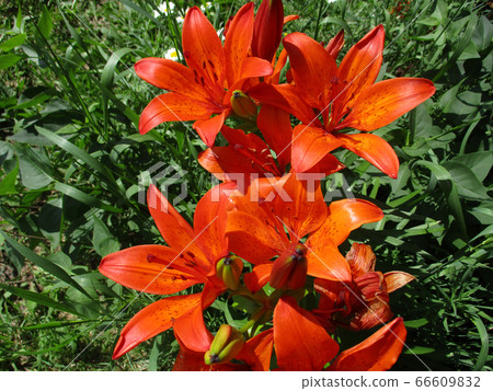 Liles in summer day. Outdoor image Liles in summer day. Outdoor image 66609832