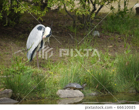 Gray heron Gray heron 66610085