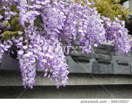 Wisteria flowers on a stone wall Wisteria flowers on a stone wall 66610087