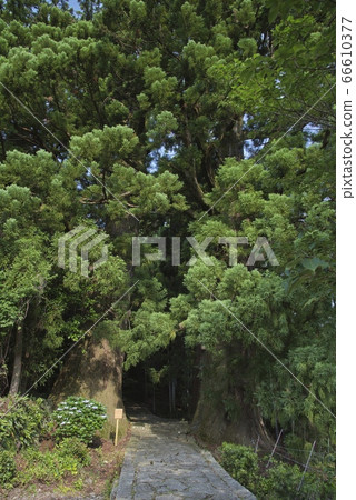 Kumano Kodo Daimonzaka (Wakayama Prefecture Nachi Katsuura Town) 66610377