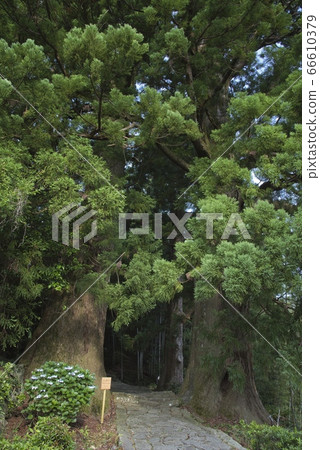 Kumano Kodo Daimonzaka (Wakayama Prefecture Nachi Katsuura Town) Kumano Kodo Daimonzaka (Wakayama Prefecture Nachi Katsuura Town) 66610379