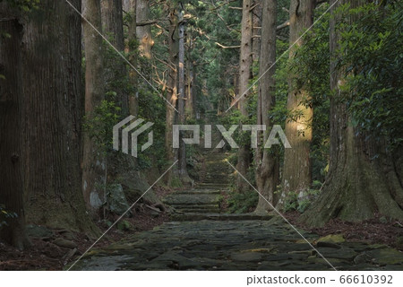 Kumano Kodo Daimonzaka（和歌山縣Nachi Katsuura Town） 66610392